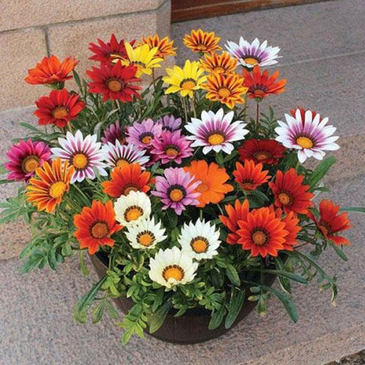 Gazania Assorted - 5" Pot