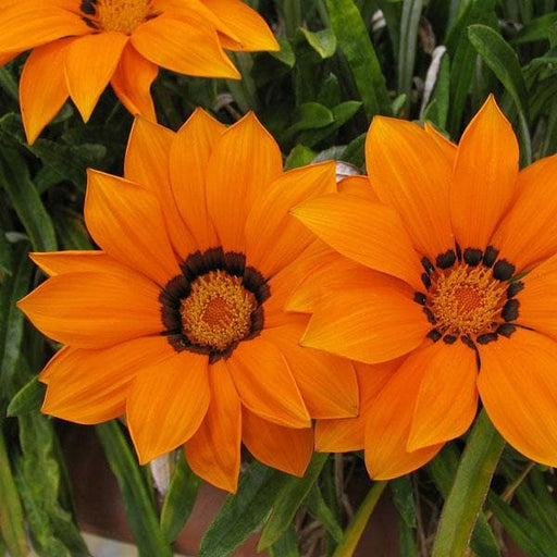 Gazania Orange - 6" Pot
