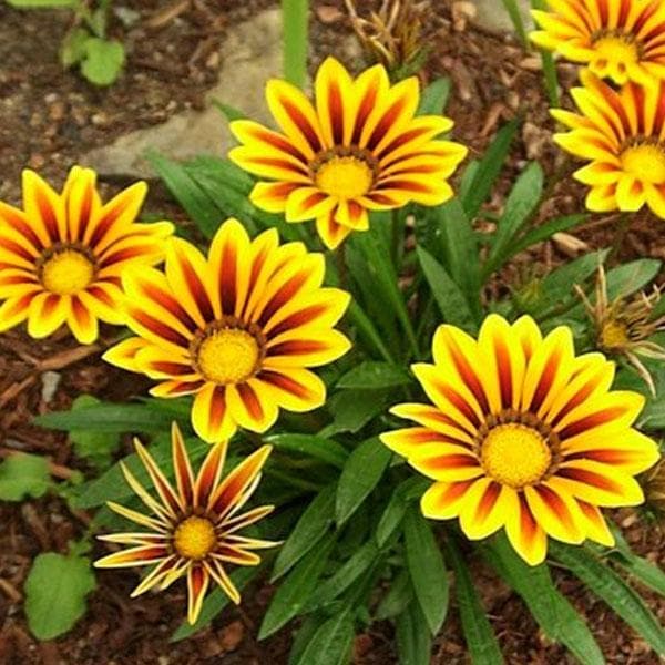 Gazania Yellow-Orange - 6" Pot