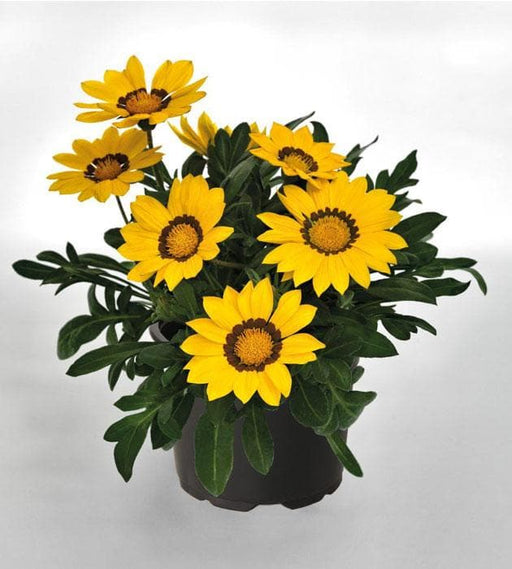 Gazania Yellow-Orange - 6" Pot