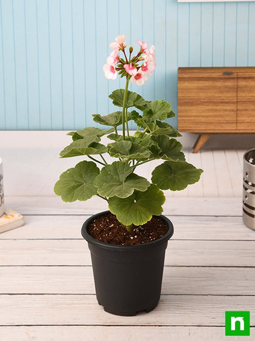 Geranium Mixed - 5" Pot