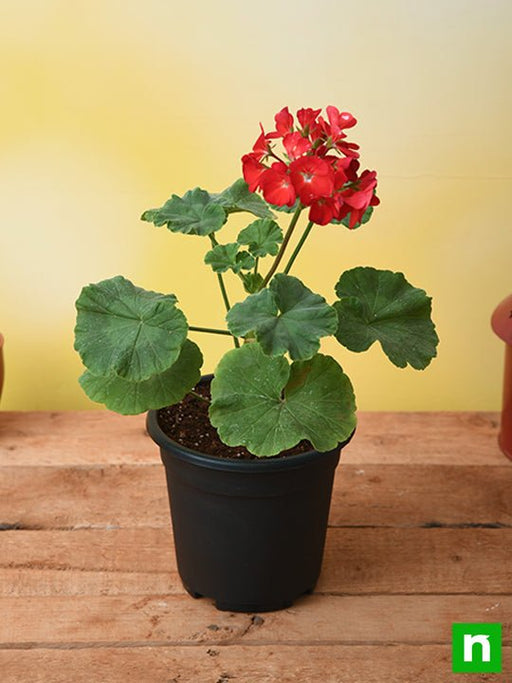 Geranium Red - 5" Pot