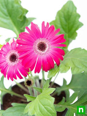 Gerbera Mixed - 5" Pot