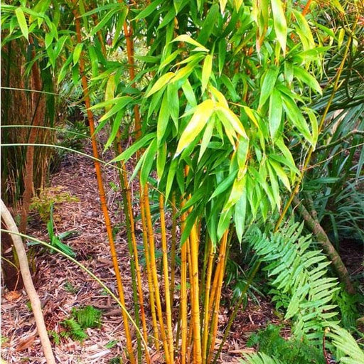 Yellow Bamboo - 10" Grow bag