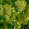 Grape - 10" Grow bag