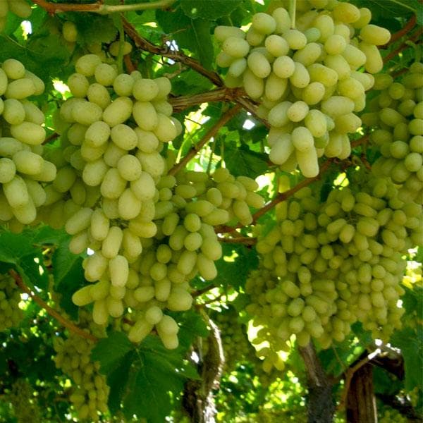 Grape - 10" Grow bag
