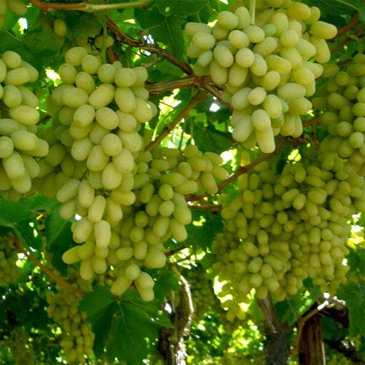 Grape - 10" Grow bag