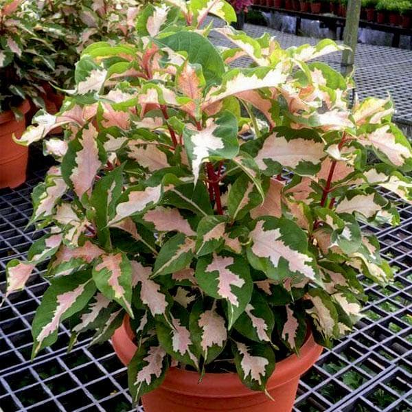 Caricature Plant Variegated - 5" Pot