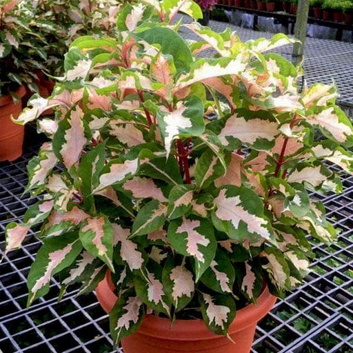 Caricature Plant Variegated - 5" Pot