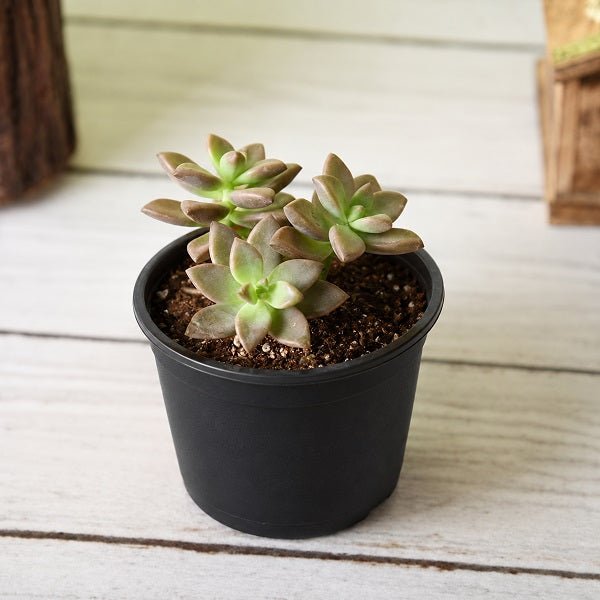 Graptosedum Darley Sunshine - 3" Pot