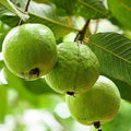 Thai Guava - 10" Grow bag