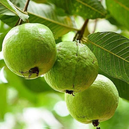 Thai Guava - 10" Grow bag