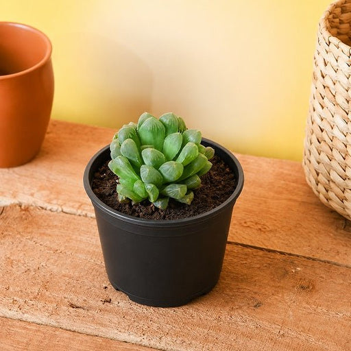 Haworthia Cooperi - 3" Pot