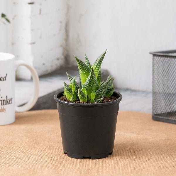 Haworthia Limifolia - 3" Pot
