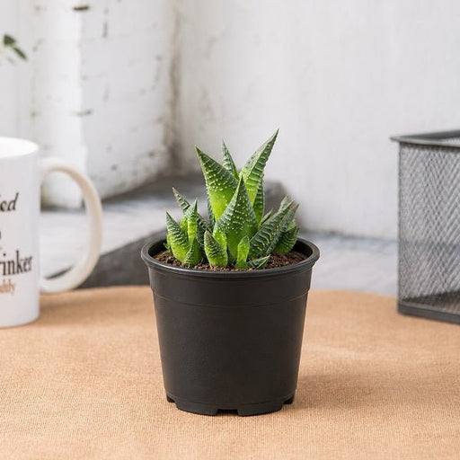 Haworthia Limifolia - 3" Pot