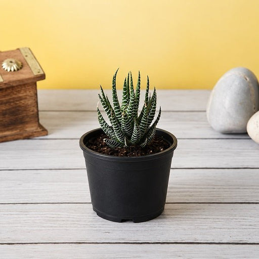 Haworthia margaritifera - 3" Pot