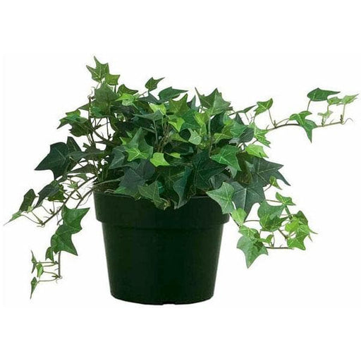English Ivy - 5" Pot