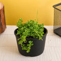 Helxine soleirolii - 3" Pot