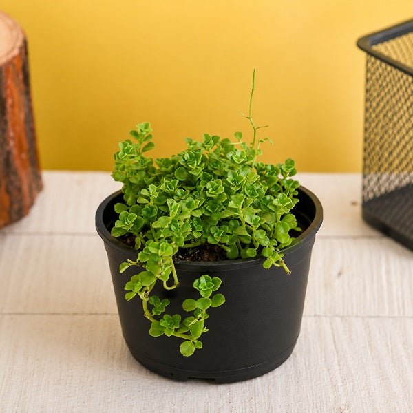 Helxine soleirolii - 3" Pot