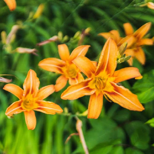 Hemerocallis Fulva Kwanso Mixed - 6" Grow bag