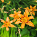Hemerocallis Fulva Kwanso Orange - 5" Pot