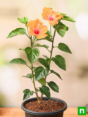 Hibiscus Orange - 10" Pot
