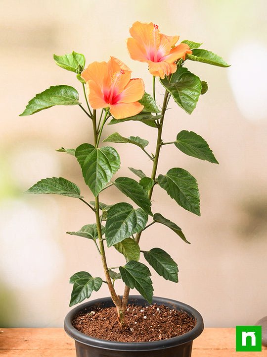 Hibiscus Orange - 10" Pot