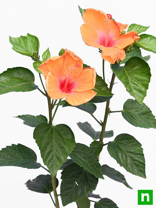 Hibiscus Orange - 10" Pot