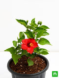 Hibiscus Red - 10" Pot