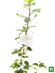 Hibiscus White - 10" Pot