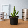Lifesaver Plant - 3" Pot