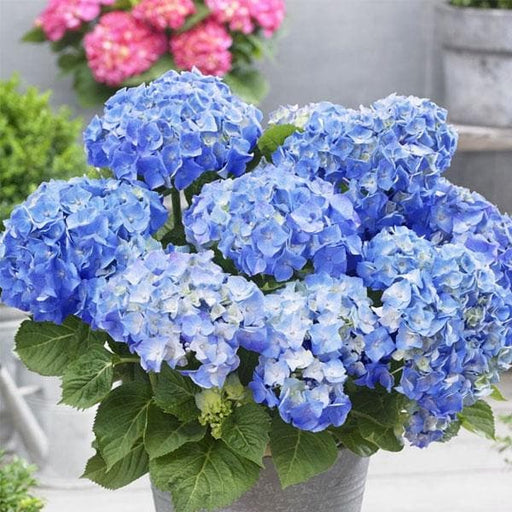 Hydrangea Macrophylla Blue - 6" Pot