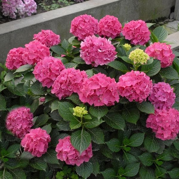 Hydrangea Macrophylla Pink - 6" Pot