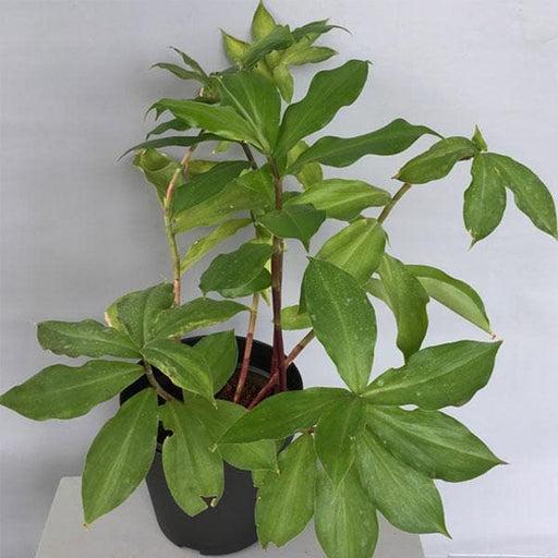 Insulin Plant - 6" Grow bag