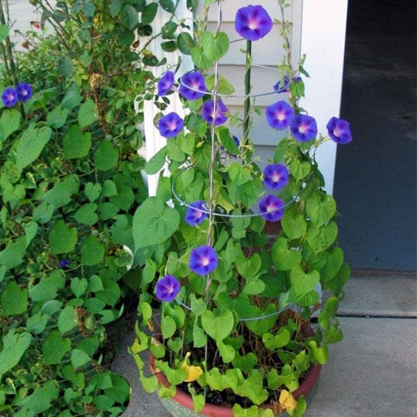 Morning Glory - 6" Pot