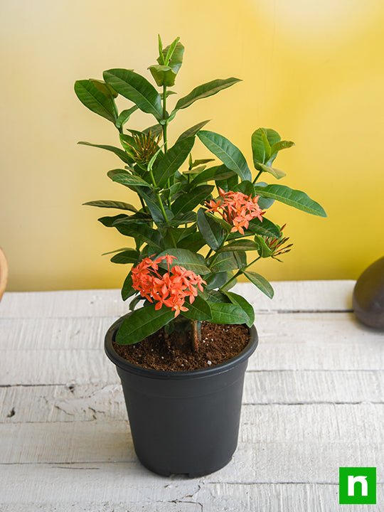 Ixora Long Singapuri Mixed - 5" Pot