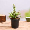 Elephant Bush - 4" Pot