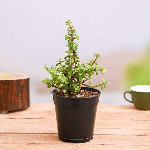 Elephant Bush Green - 5" Pot
