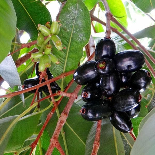 Jamun - 10" Grow bag