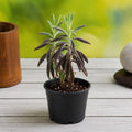 Kalanchoe houghtonii - Succulent - 3" Pot