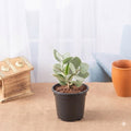 Kalanchoe millotii - Succulent - 3" Pot