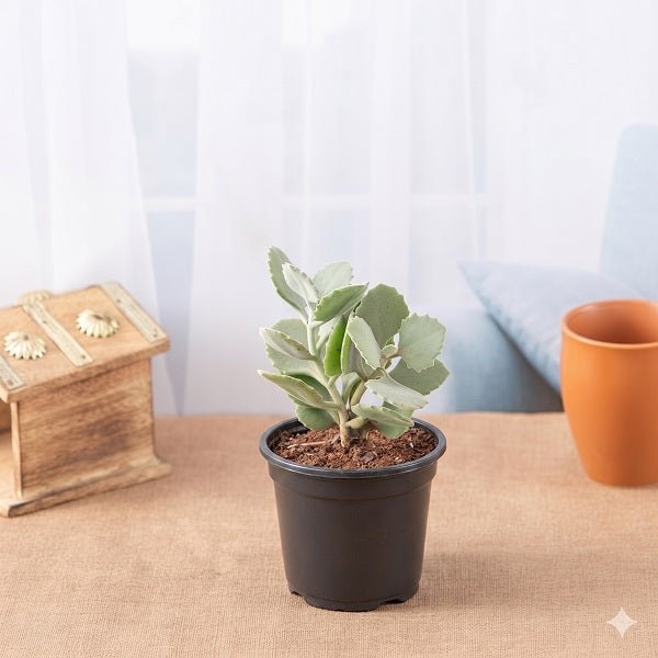 Kalanchoe millotii - Succulent - 3" Pot
