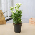 Kalanchoe White - 5" Pot