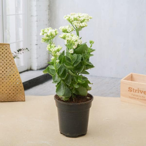 Kalanchoe White - 5" Pot