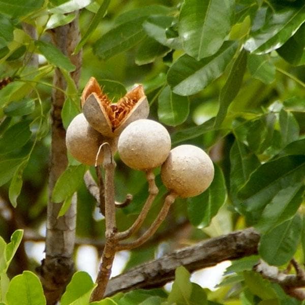 Khaya Senegalensis - 10" Grow bag