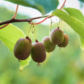 Kiwi - 10" Grow bag
