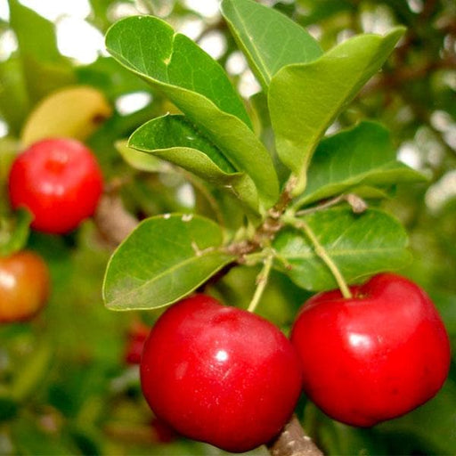 Kokum - 6" Grow bag
