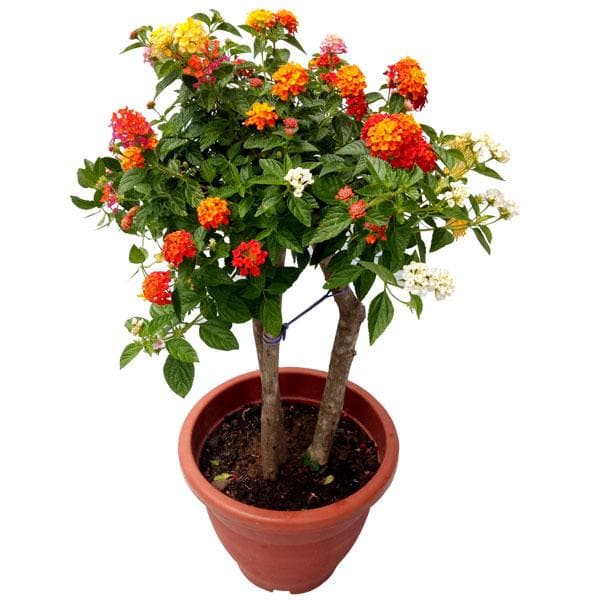 Lantana Mixed - 5" Pot