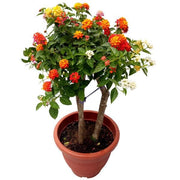 Lantana Mixed - 6" Pot