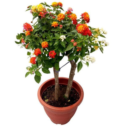 Lantana Red - 5" Pot